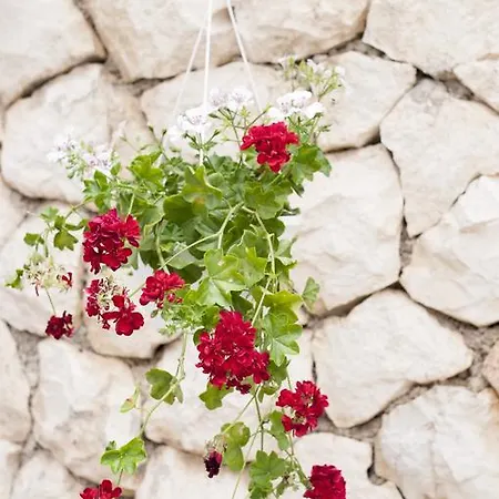 Barbara Affittacamere Mlini