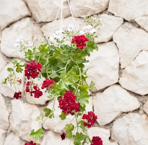 Barbara 게스트하우스 믈리니